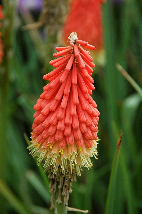 Orange Flower