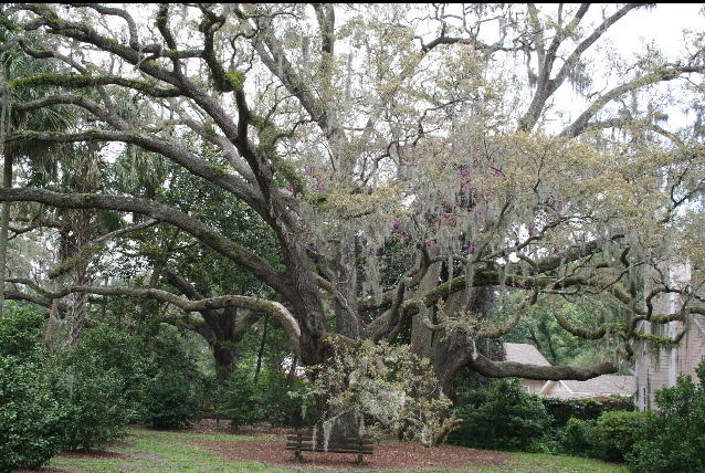 Grand old tree, Winterpark FL