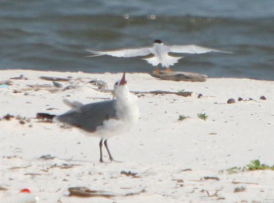 Least Tern harassing Laughing Gull- or rather, vice versa- on the Least Terns nesting ground.