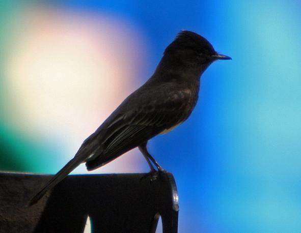 Black Phoebe.JPG