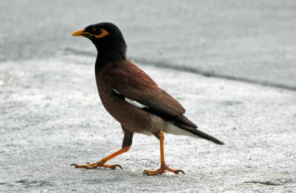 Common Myna