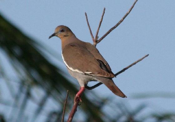 White-winged Dove