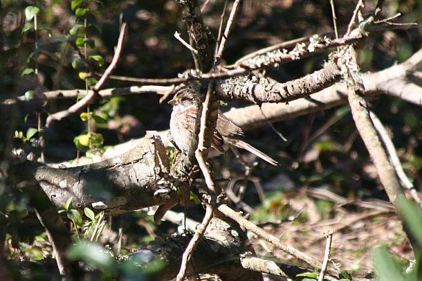 Savannah Sparrow?