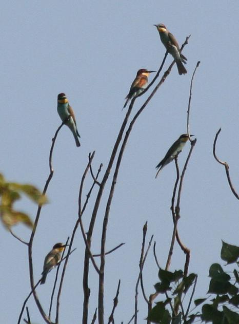 Tree full of Bee Eaters at Lake Montepulciano