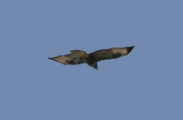 Common Buzzard [Buteo buteo]