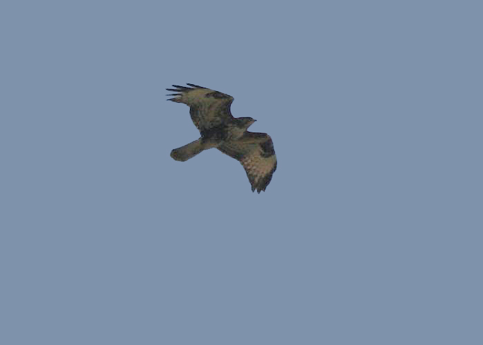 Common Buzzard