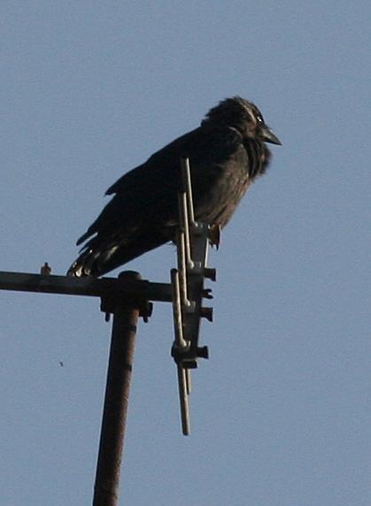 Common Raven.  Corvus corax. In Montepulciano