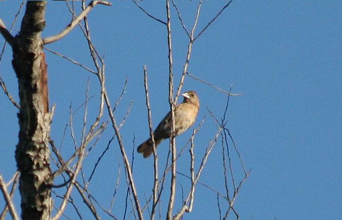 female Grosbeak