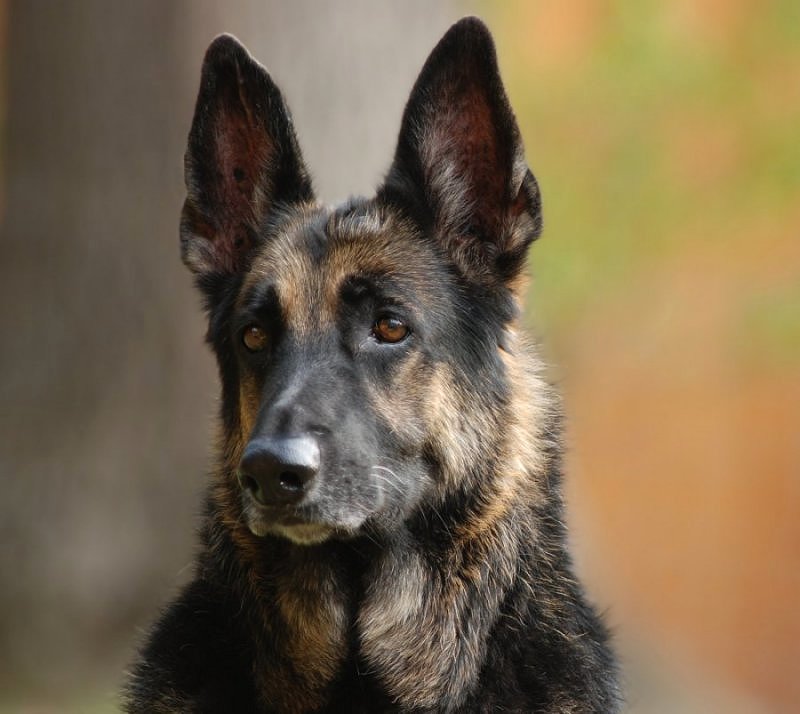 My DogTarry