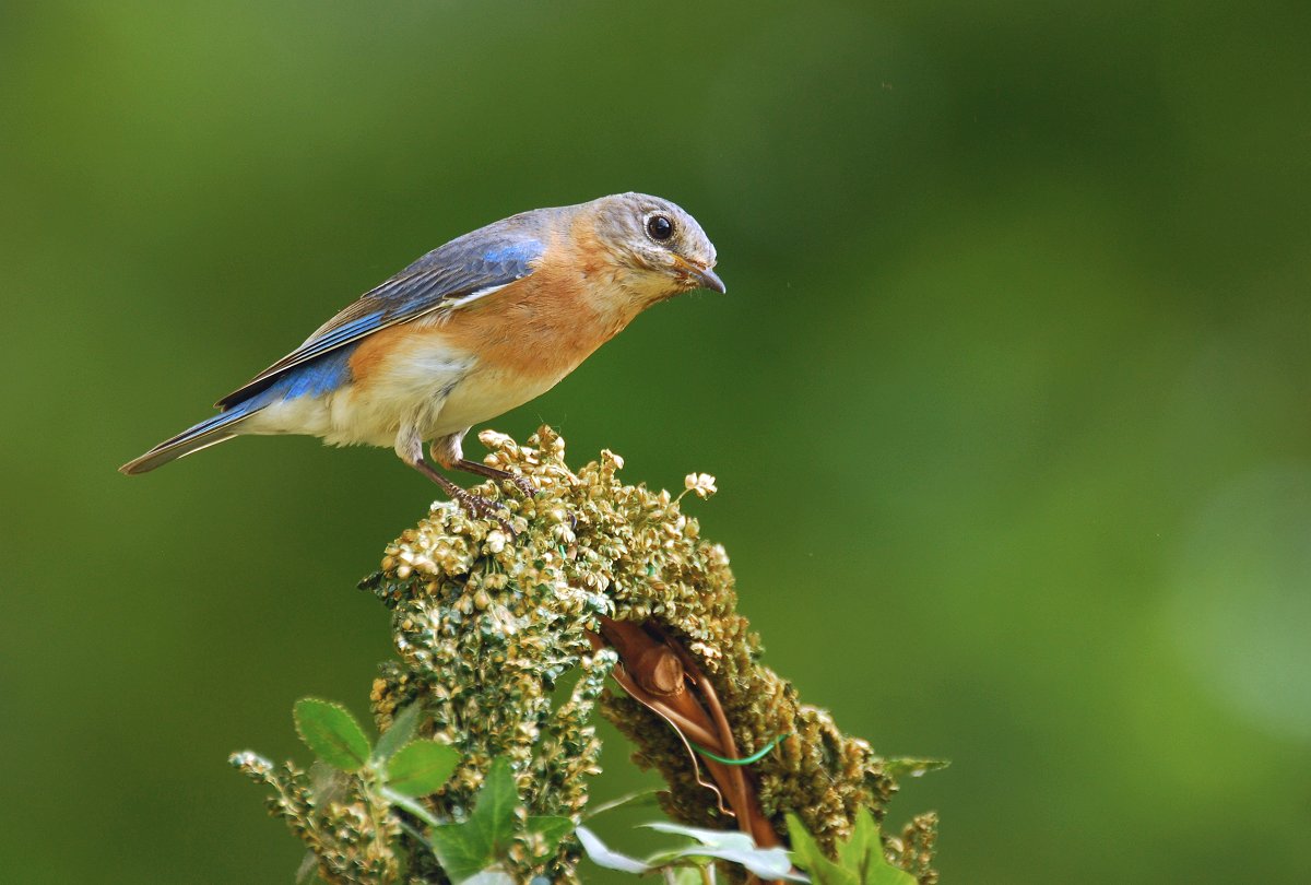 Female Bluebird
