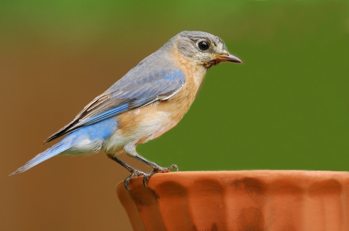 Female Bluebird