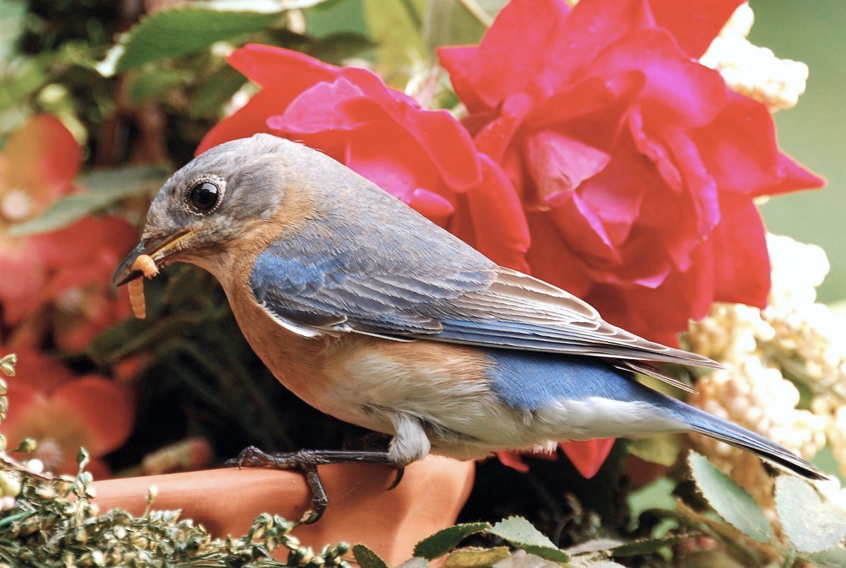 Female Bluebird