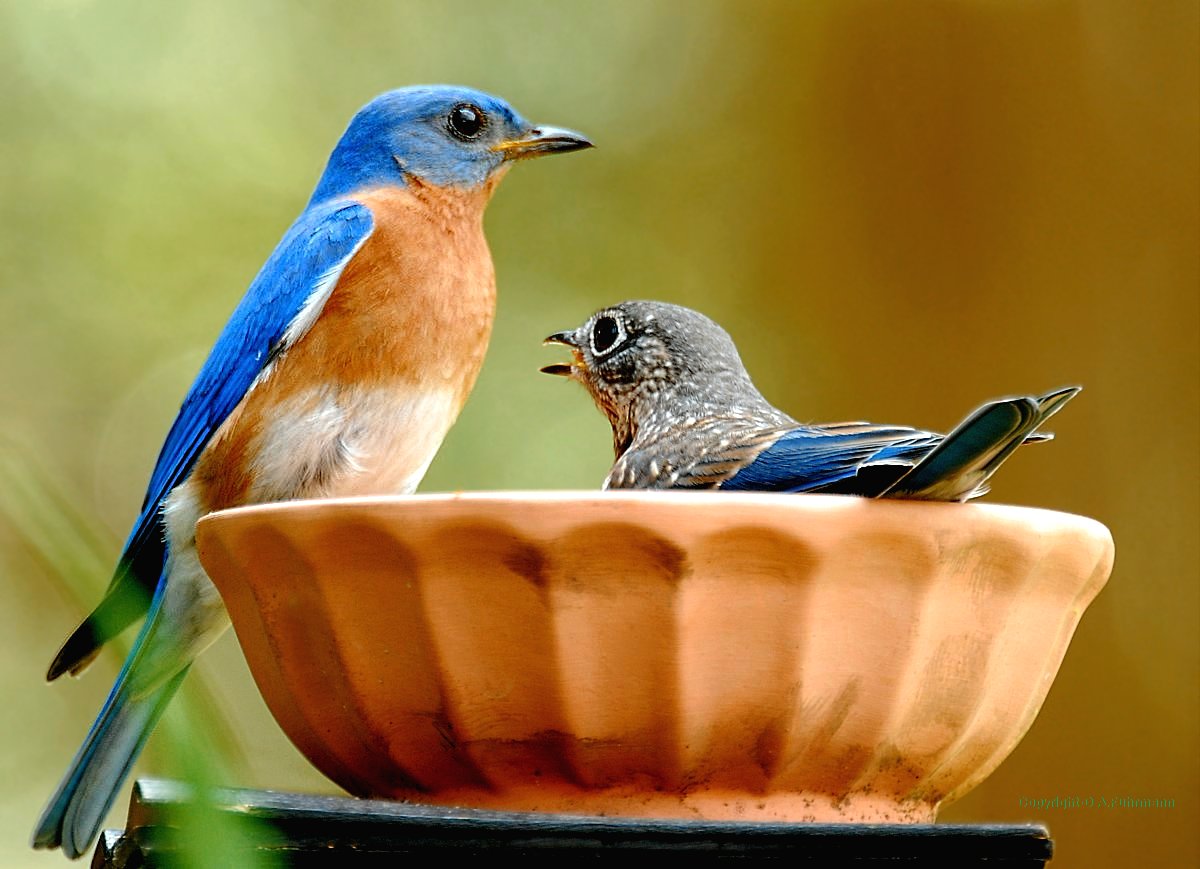 Male BB (father) and Male Fledgling
