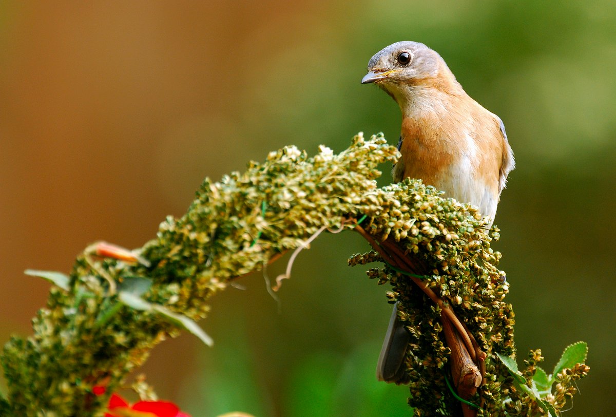 Female Bluebird