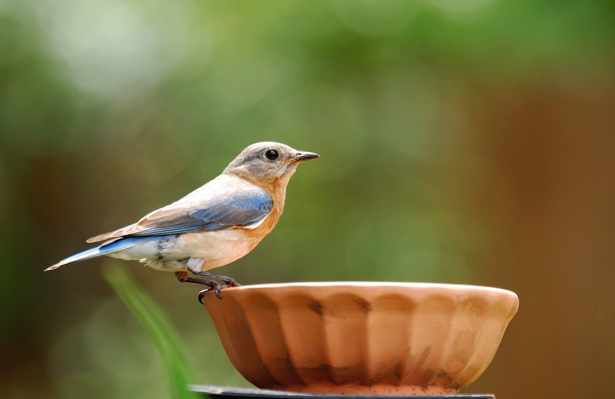 Female Bluebird