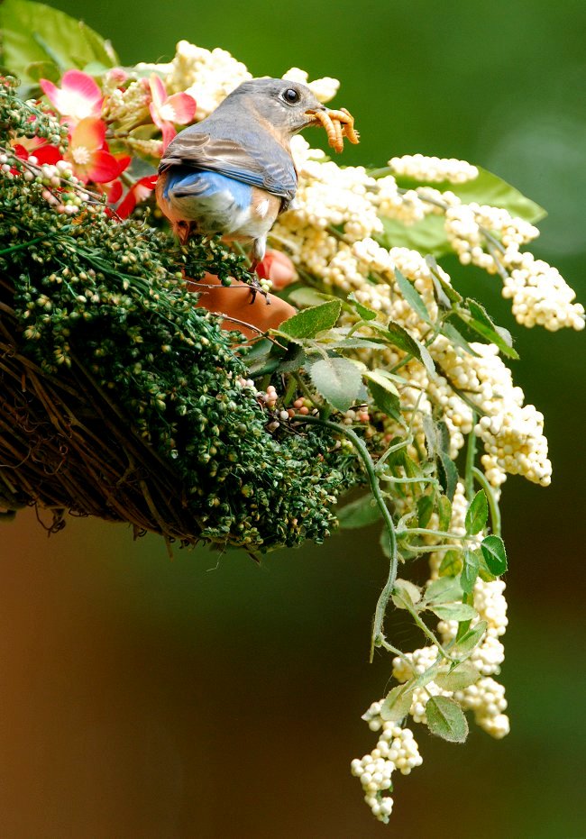 Female Bluebird