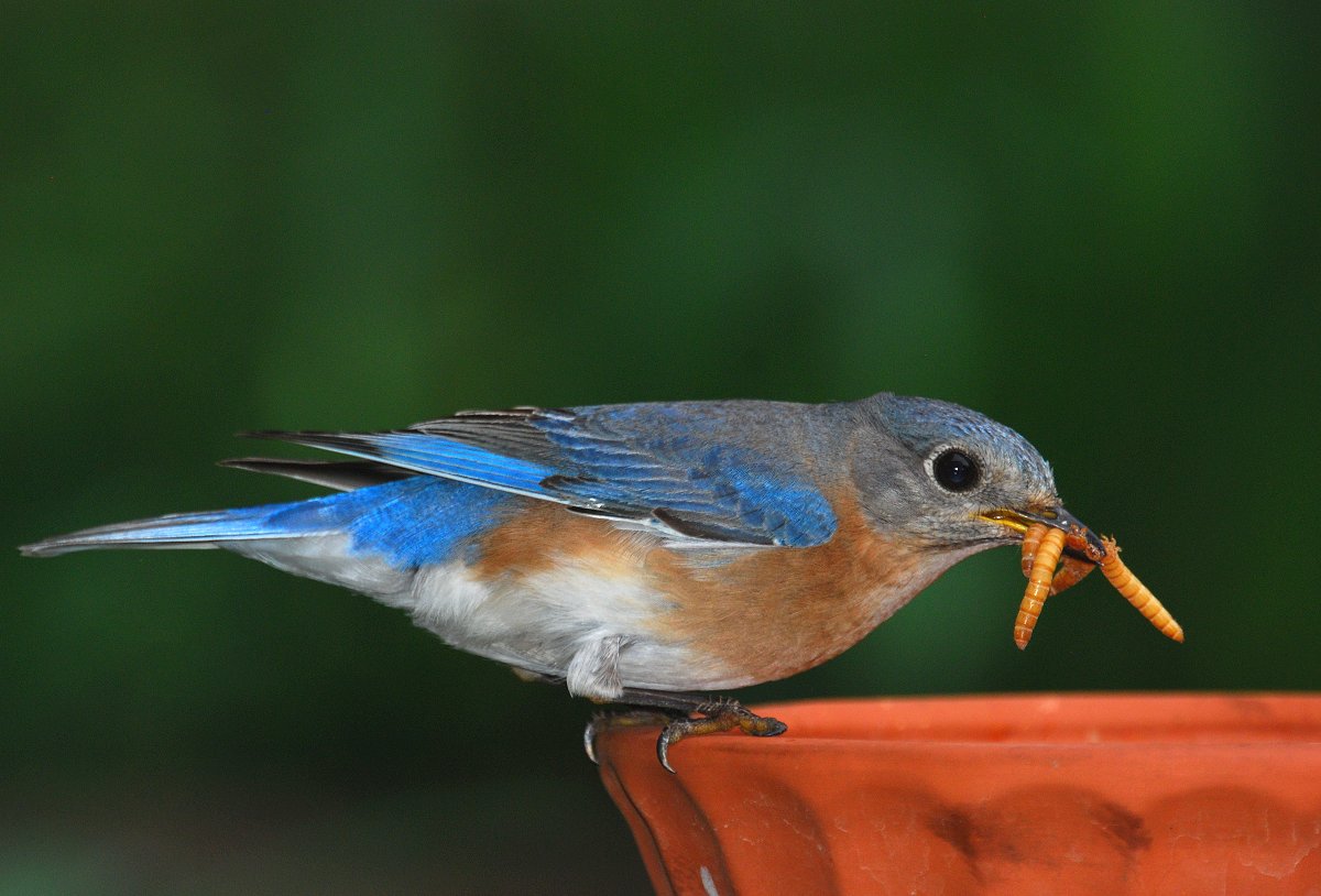 Male BB
