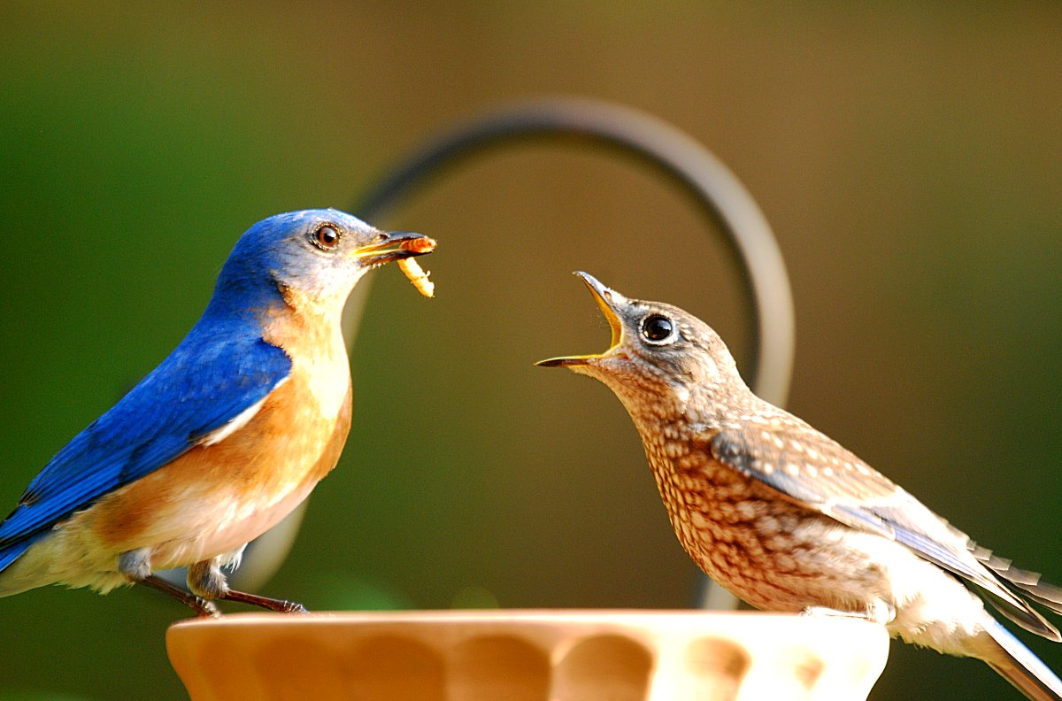 Male BB (father) and Male Fledgling
