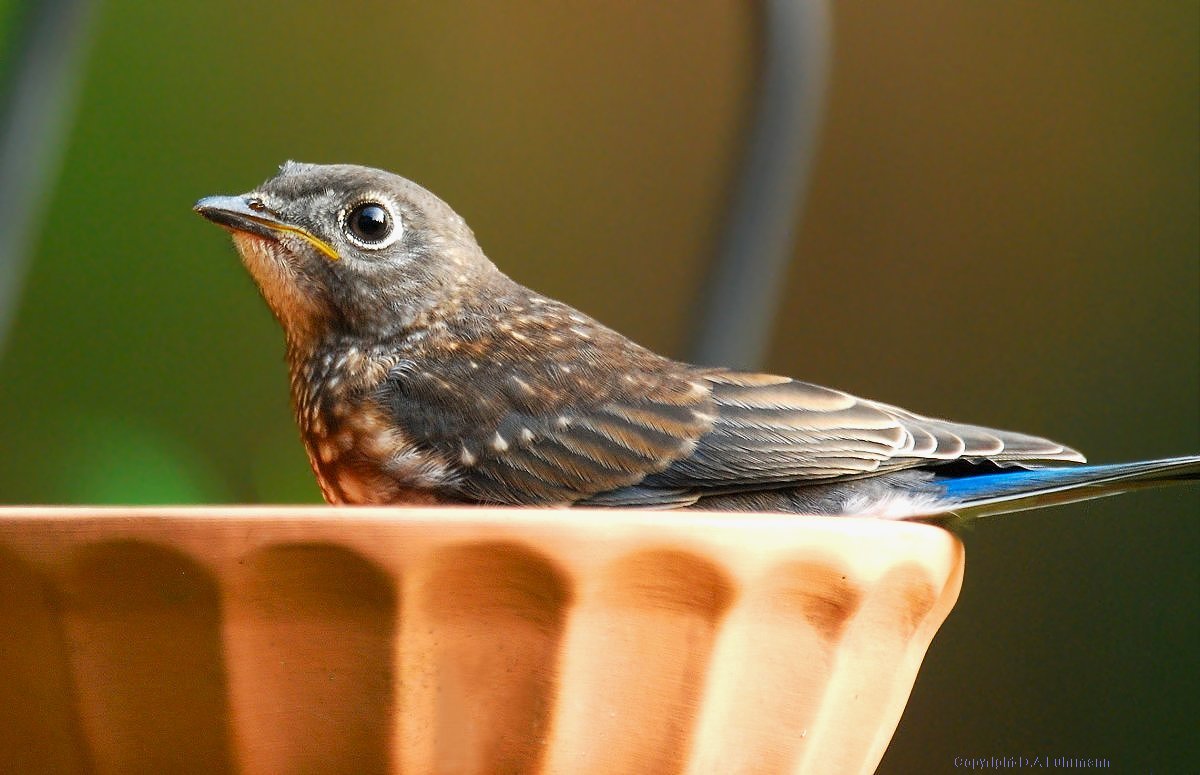 Male Fledgling