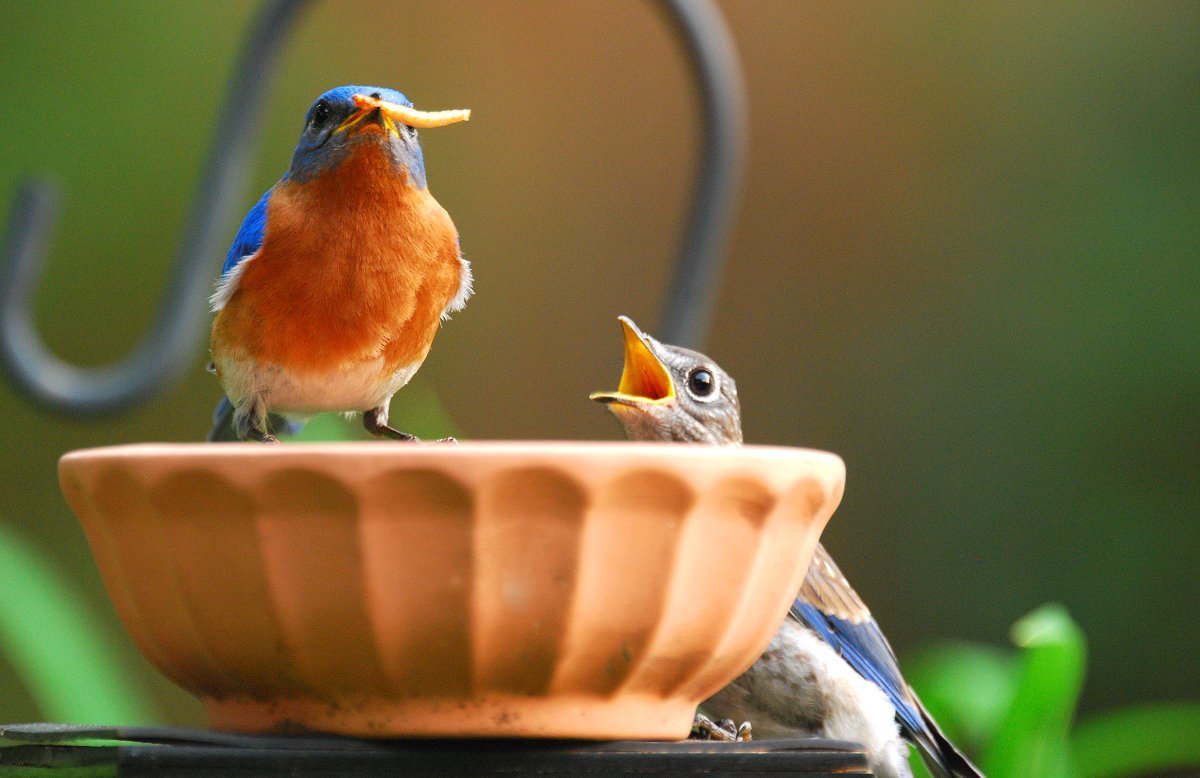 Male BB and M- Fledgeling