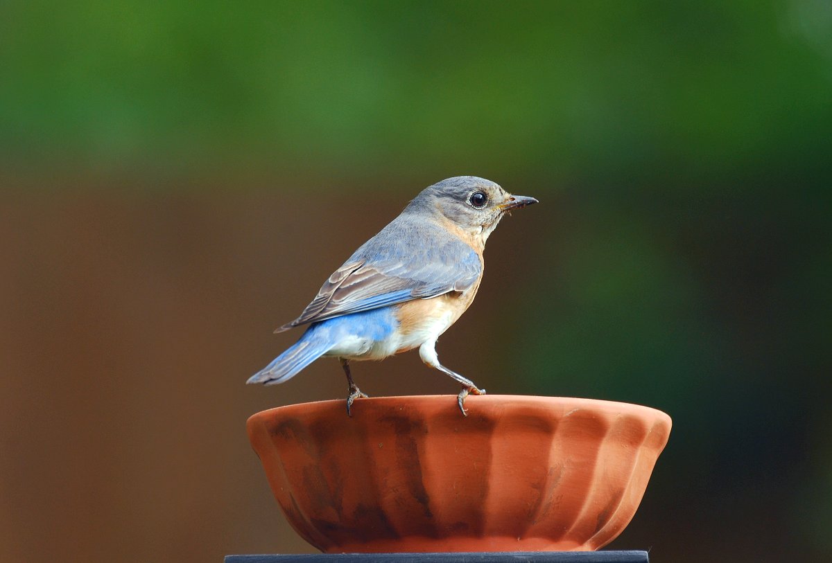 Female Bluebird