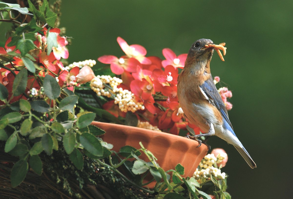 Female Bluebird