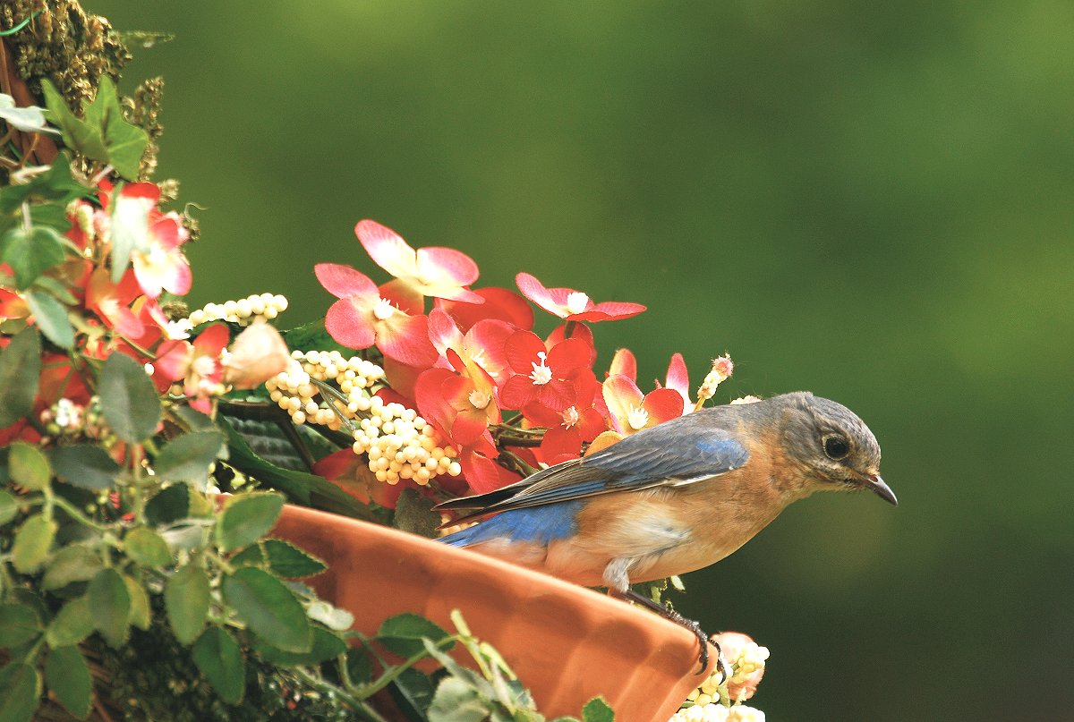 Female Bluebird
