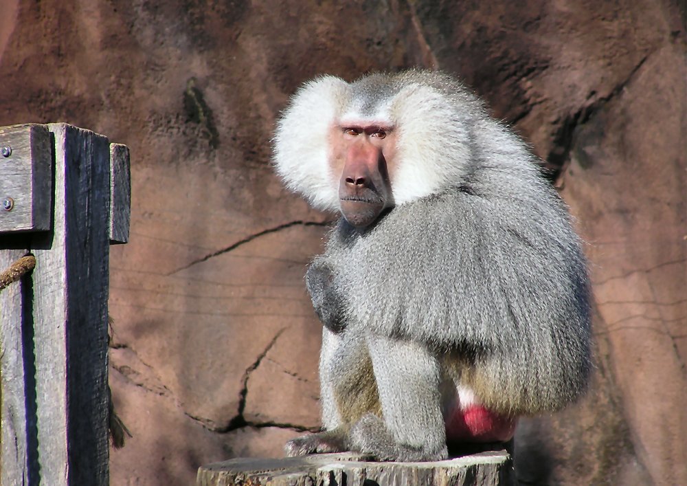 Baboon