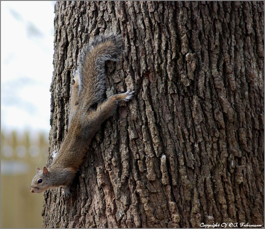 Trying to blend in