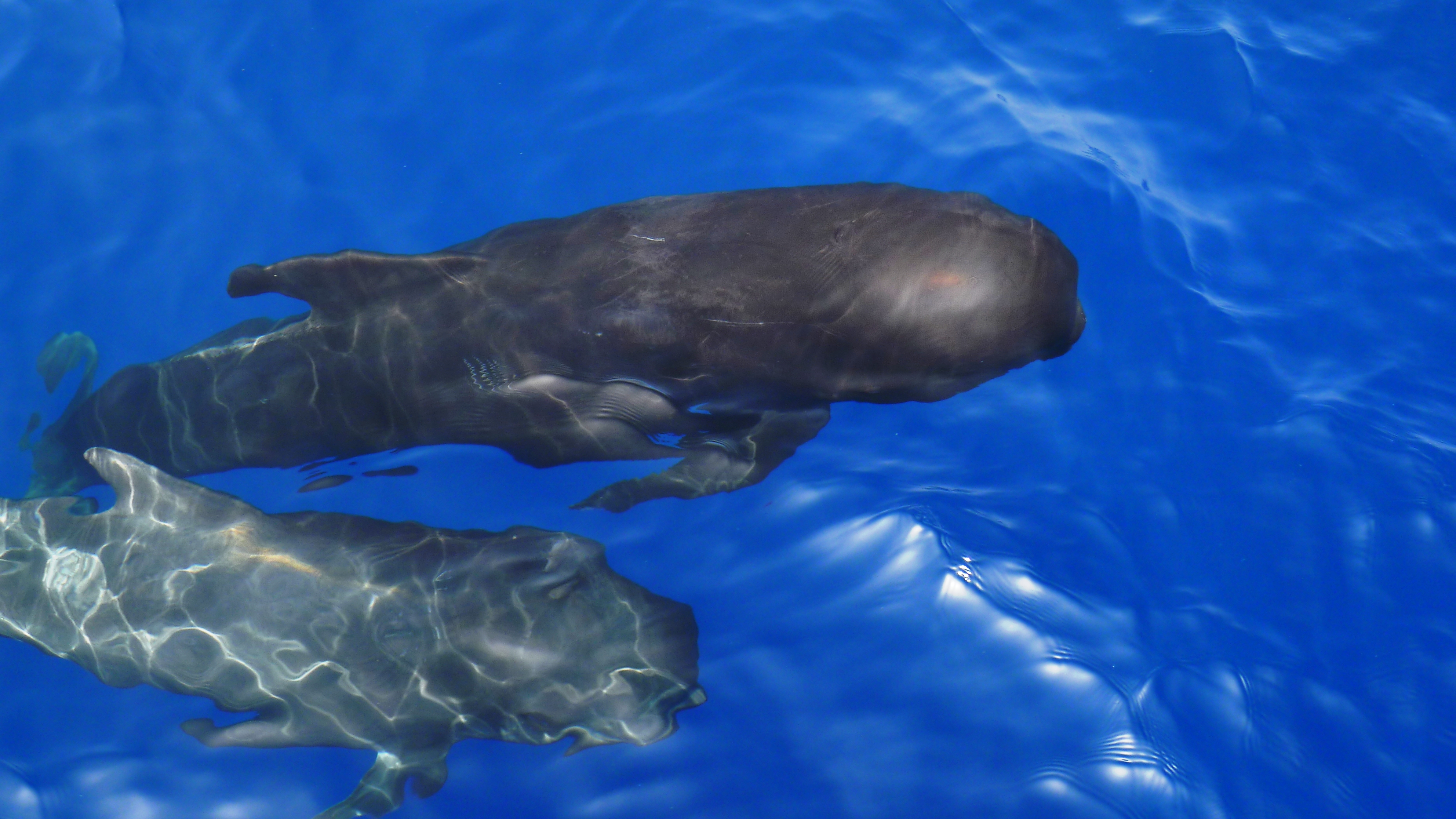 Pilot Whales