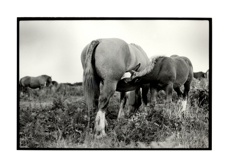 Donner la Vie  (FB Warm Tone Print)