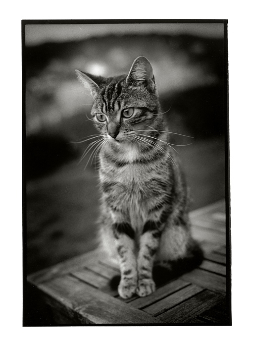 Le Chat ...de lAiguille dEtretat    (FB Warm Tone Print)