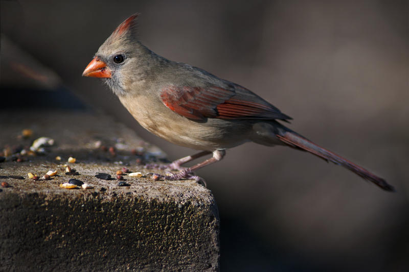 Red Bird (2)