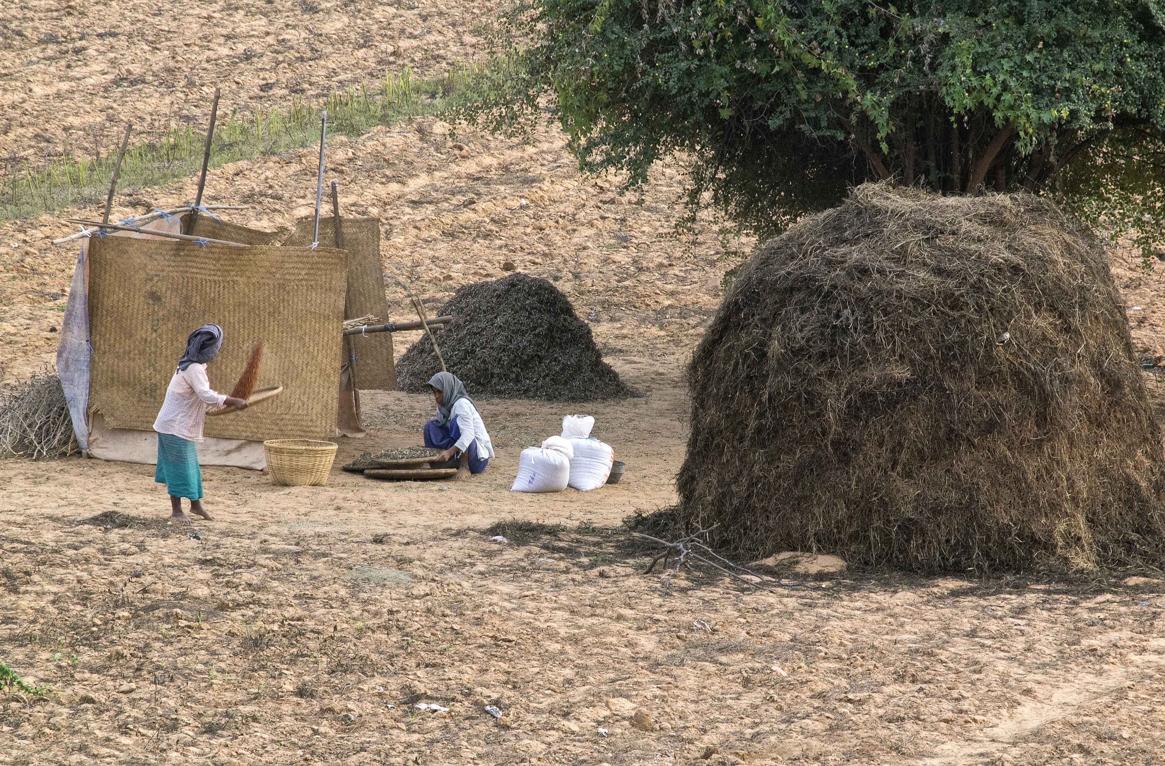 sifting the grain