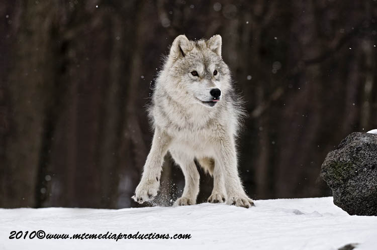 arcticwolf49.jpg
