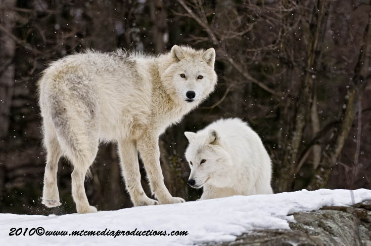 arcticwolf55.jpg