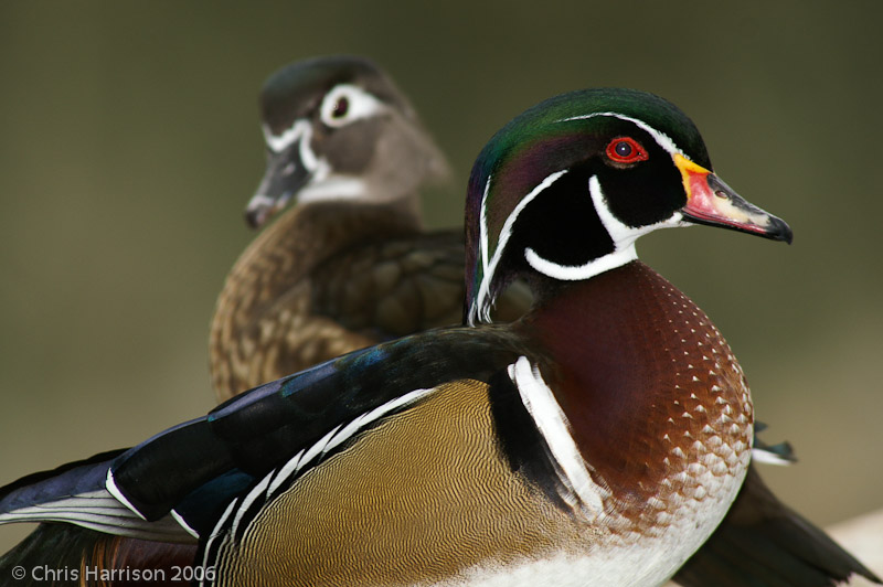 Wood Duck