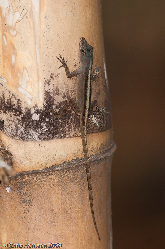 <i>Anolis sericeus</i><br>Silky Anole