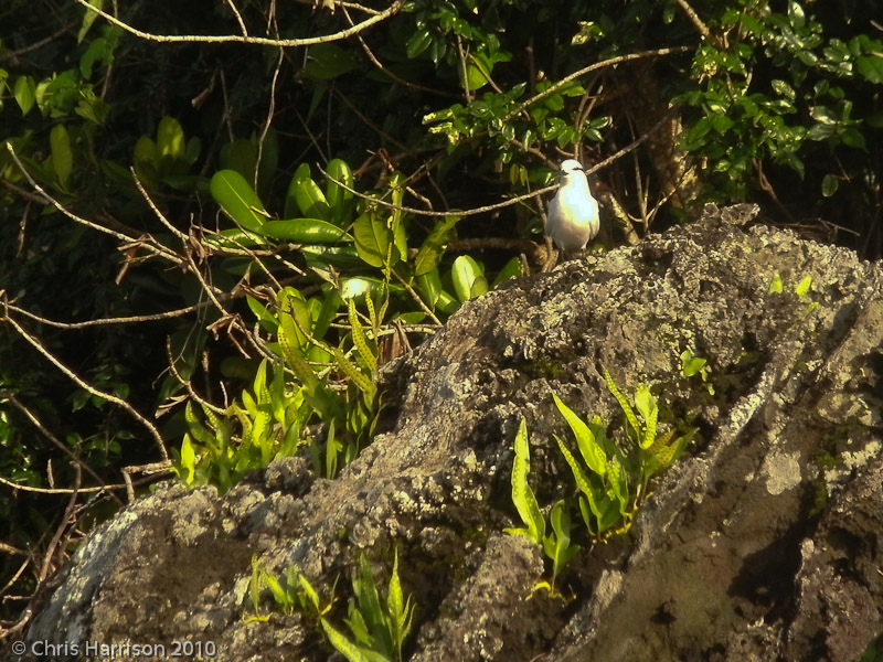 Black-naped Terns<br>Taveuni
