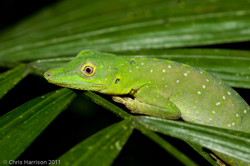 <i>Anolis punctatus</i><br>Amazonian Spotted Anole