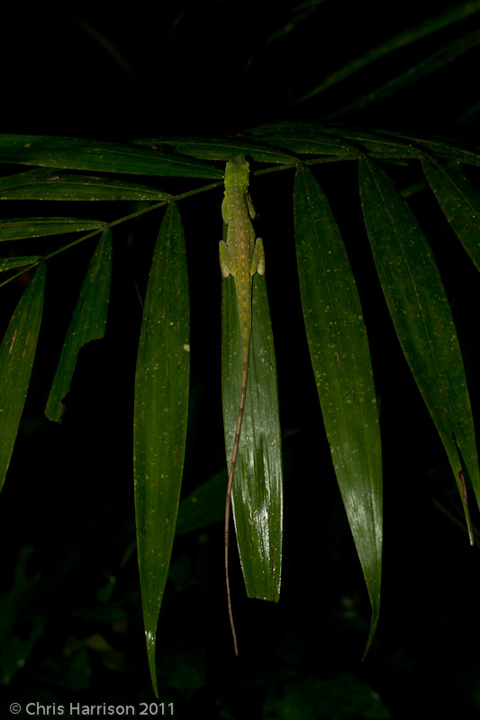 <i>Anolis punctatus</i><br>Amazonian Spotted Anole