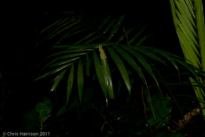 <i>Anolis punctatus</i><br>Amazonian Spotted Anole