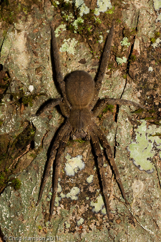 <i>Phoneutria fera</i><br>Brazilian Wandering Spider