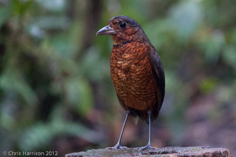 Giant Antpitta
