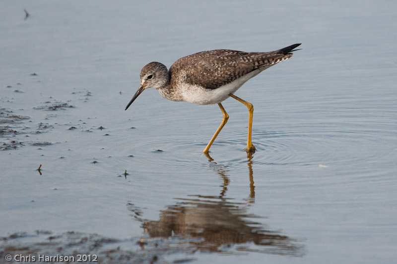 Lesser Yellowlegs