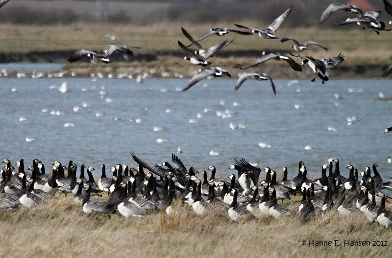 Barnacle goose (Branta leucopsis) 