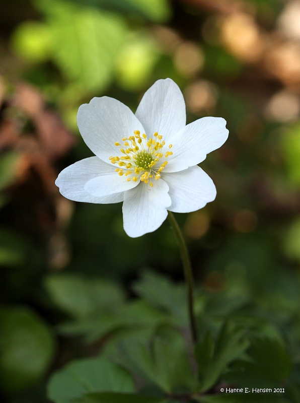 Hvid anemone (Anemone nemorosa)