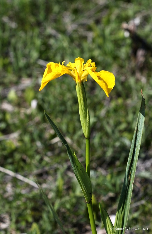 gul iris_IMG_0189.jpg