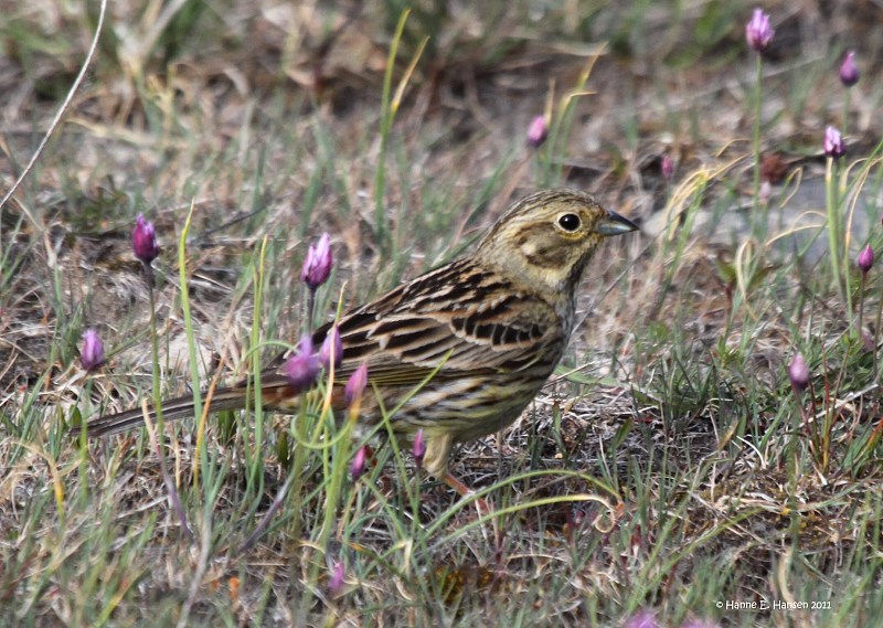 Yellowhammer (Emberiza citrinella)