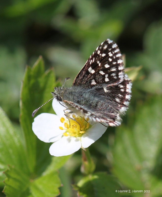 Spttet bredpande (Pyrgus malvae)